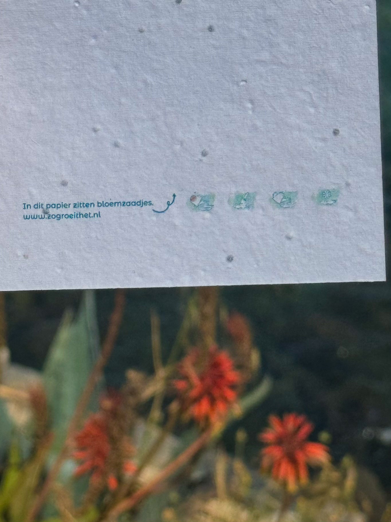 Flower Card - Ocean Aura
